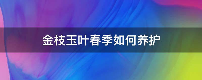 金枝玉叶春季如何养护