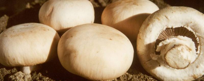 辣椒蘑菇怎么炒好吃-墨子百科 辣椒蘑菇怎么炒好吃