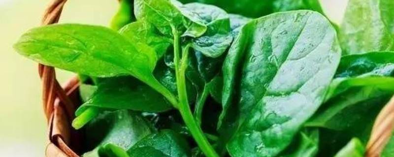 木耳叶子菜怎么做好吃-墨子百科 木耳叶子菜怎么做好吃