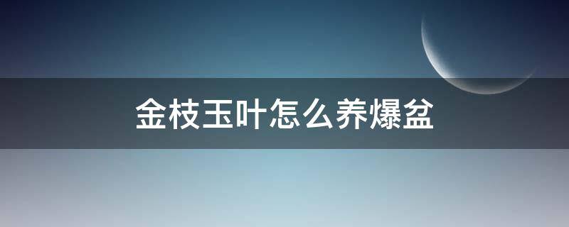 金枝玉叶怎么养爆盆