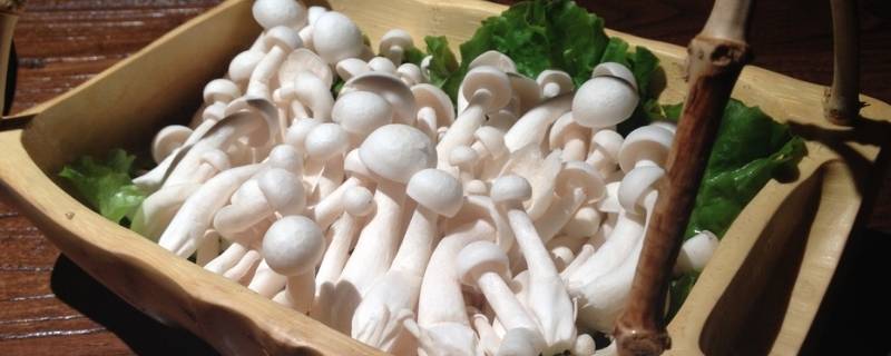 白玉菇怎么做-墨子百科 白玉菇怎么做