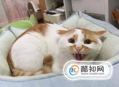 猫到新环境怎么安抚