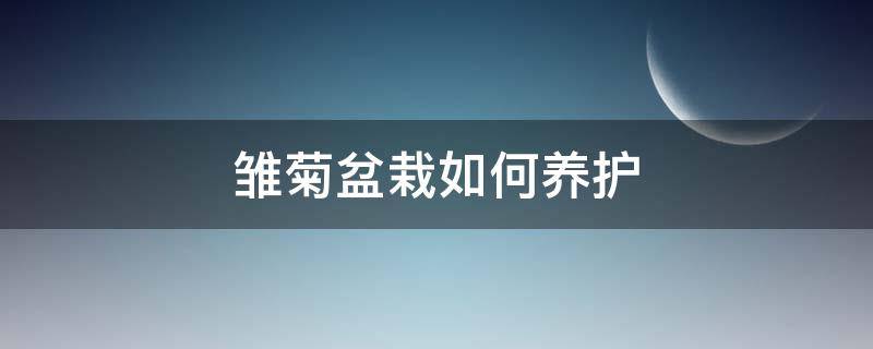 雏菊盆栽如何养护