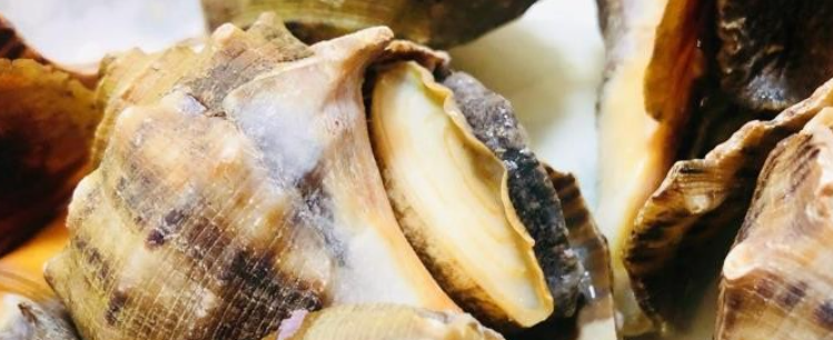 海螺煮多长时间-墨子百科 海螺煮多长时间