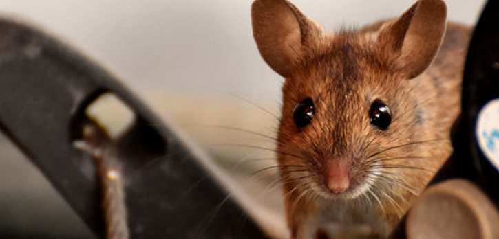 属鼠的今年多大-墨子百科 属鼠的今年多大