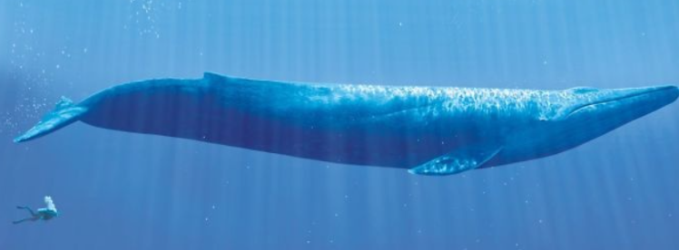 蓝鲸有多大-墨子百科 蓝鲸有多大